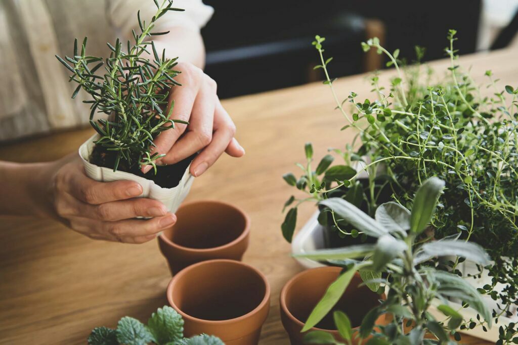 a person potting plants for gardening