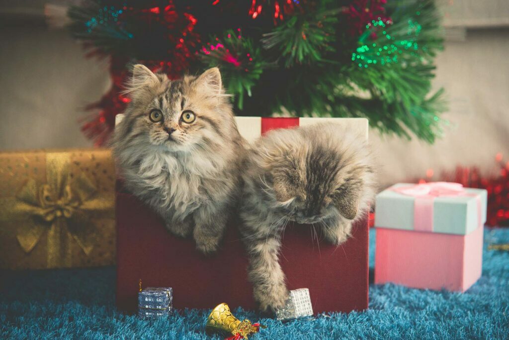 two cats in a holiday present box