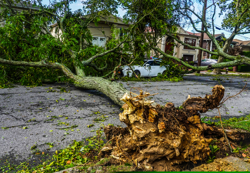 Tree Damage Due to Weather